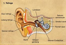 Tingkap Oval Adalah